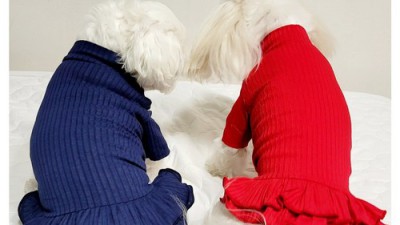 댕댕이 겨울나기 끝판왕! 득템찬스 놓치지 마세요🐶 강아지이너원피스 후기